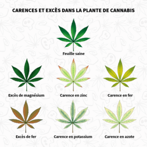 Carences et excès chez le plant de cannabis.