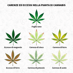 Carenze ed eccessi nella pianta di cannabis.