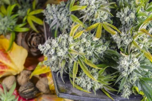 Cogollos de Gorilla Girl® (SWS74).