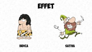 Différence entre cannabis indica et sativa : les effets