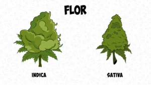 Diferencia entre Cannabis Índica y Sativa: Apariencia