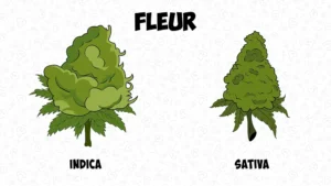 Différence entre cannabis indica et sativa : les effets