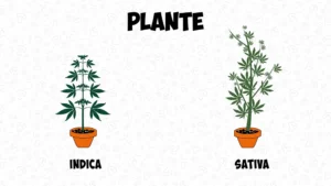 Différence entre cannabis indica et sativa : les effets