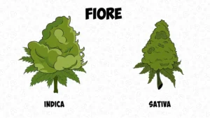 Differenze tra cannabis indica e sativa: aspetto