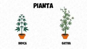 Differenze tra cannabis indica e sativa per dimensioni