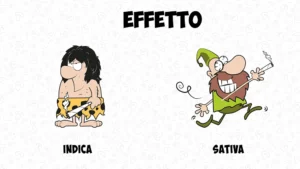 Differenze tra cannabis indica e sativa: effetti