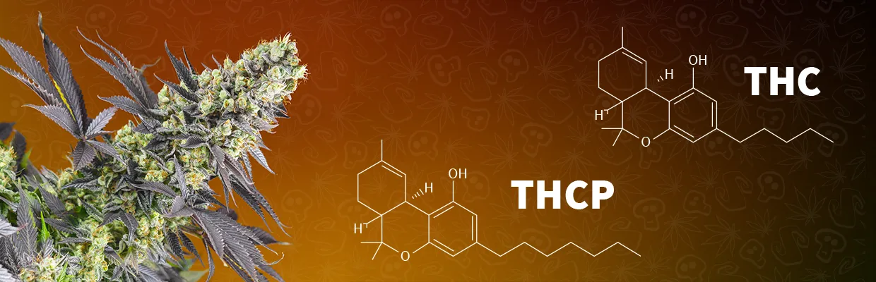 El THCP (Tetrahidrocannabiforol). Diferencias con el THC