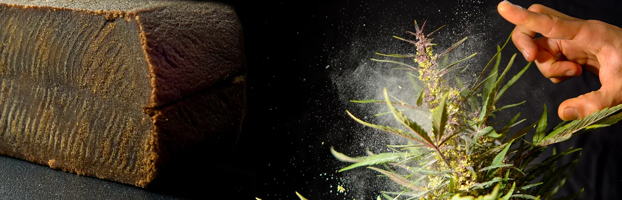 Flores masculinas con polen de marihuana invertida.