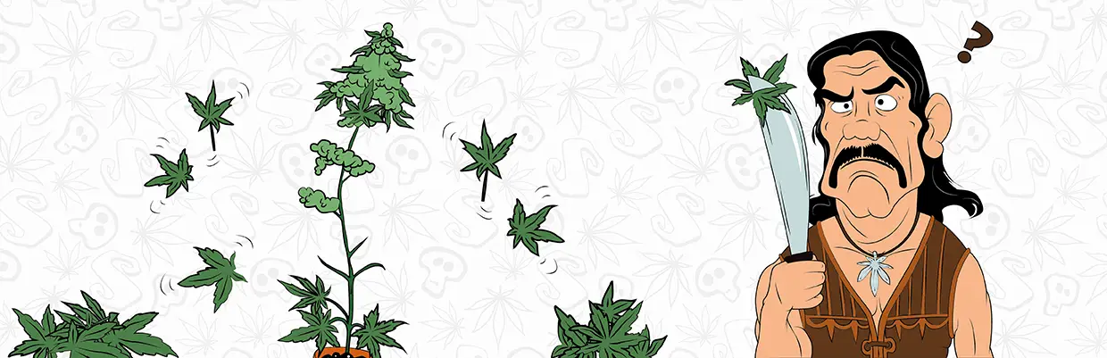 Cómo hacer correctamente la defoliación de la marihuana