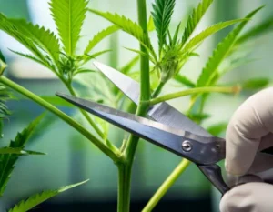 Corte y preparación del esqueje