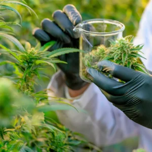 Usos y aplicaciones potenciales del THCP