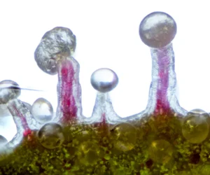 Tricomas donde ese aprecian las cabezas.