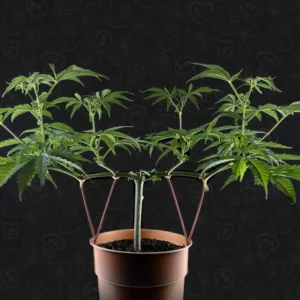 Planta de marihuana podada con la técnica Main-lining.