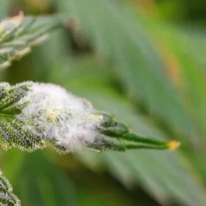 Hoja con Botrytis debido al exceso de humedad y falta de ventilación.