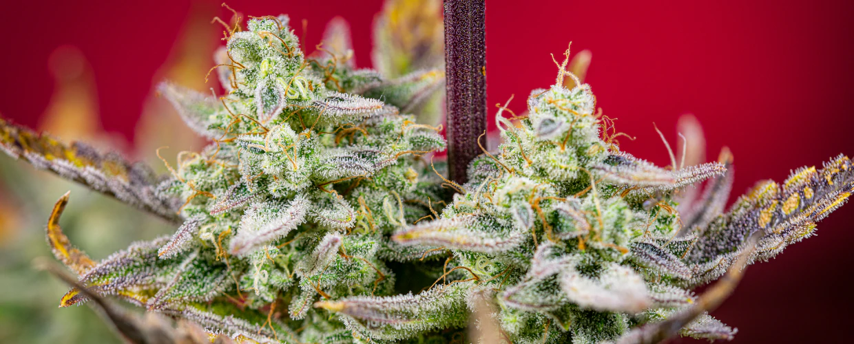 Diferencias entre Cannabis Índica y Sativa