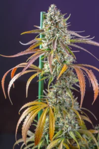 Cogollo sativo de Sweet Amnesia Haze XL Auto®