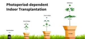 Transplanting in indoor grows