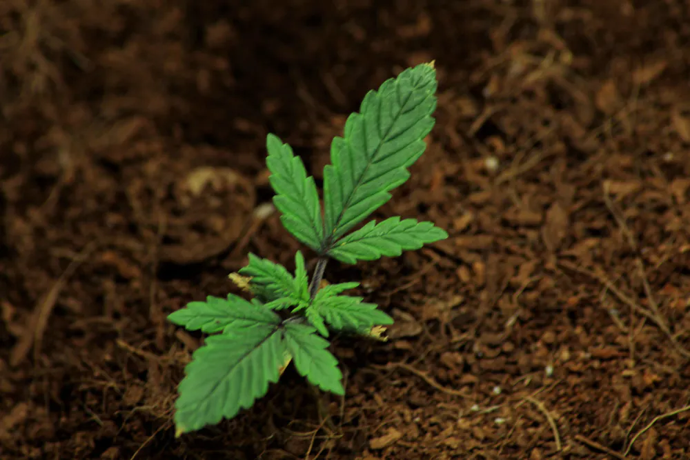 Semana 1 - Crecimiento