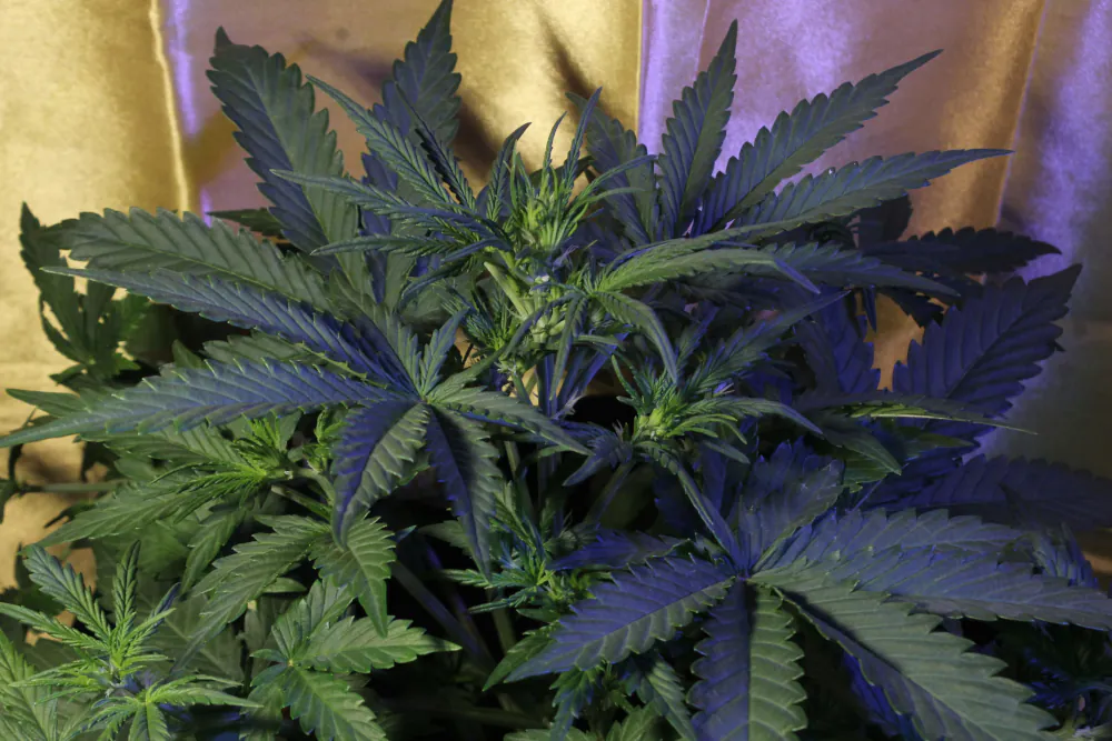 Crystal Candy Auto®