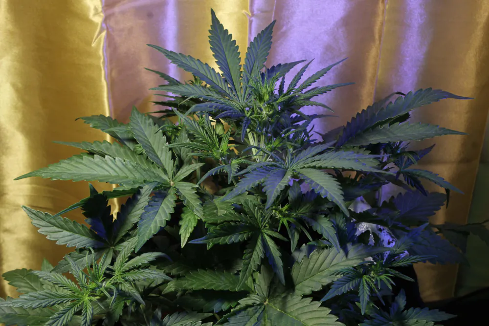 Crystal Candy Auto®