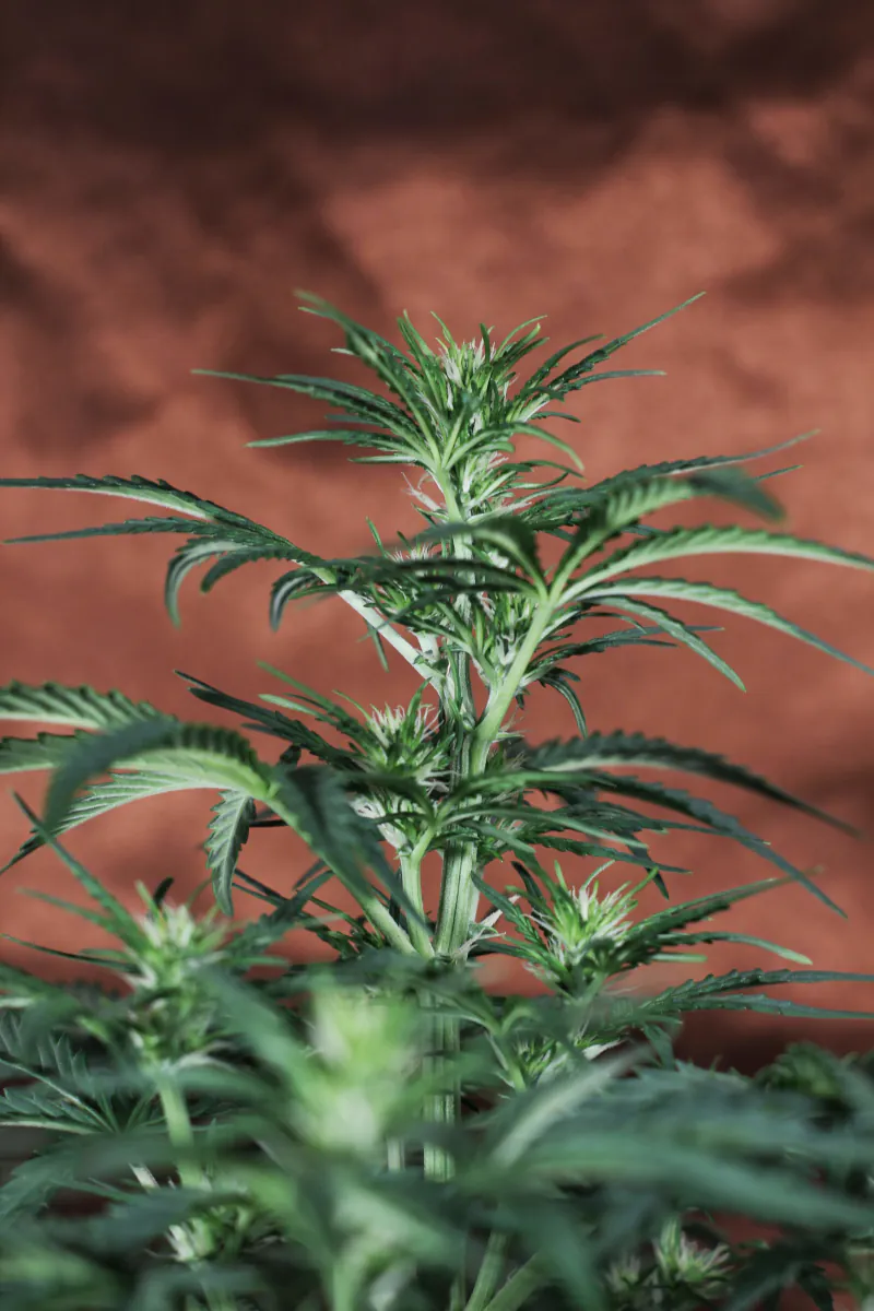 Semana 4 – Floración