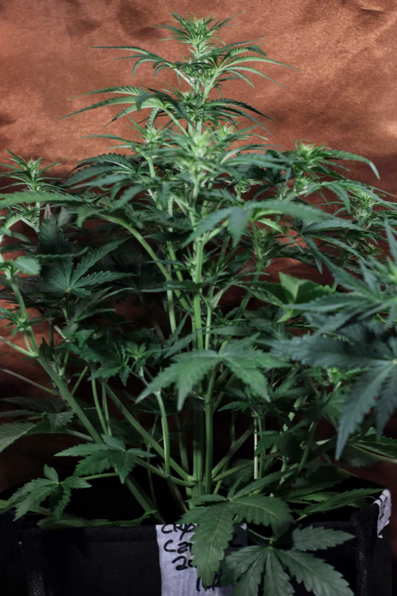 Semana 4 – Floración