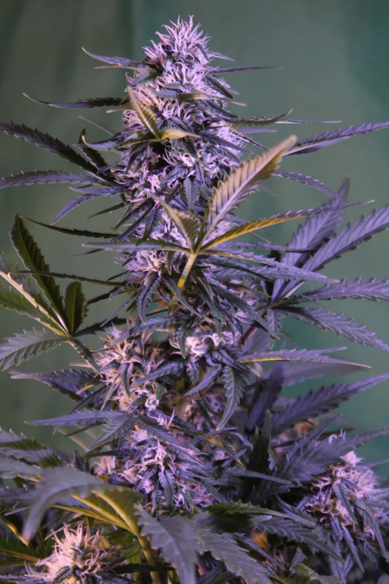 Crystal Candy XL Auto®