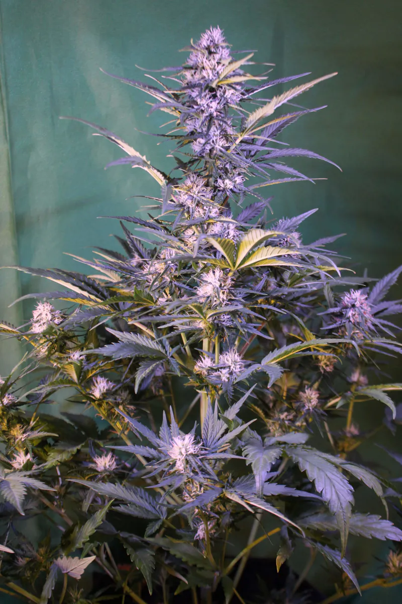 Crystal Candy XL Auto®