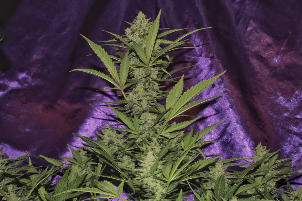 Crystal Candy XL Auto®