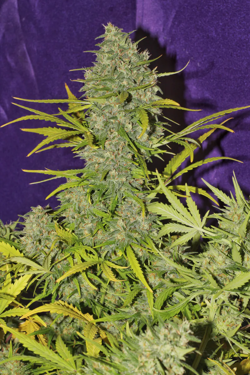 Crystal Candy XL Auto®