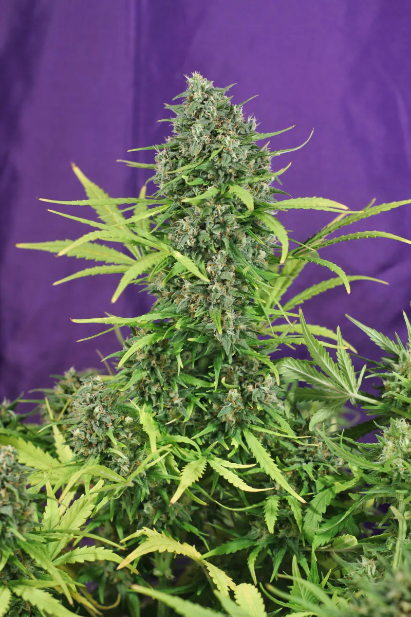 Semana 7 – Floración