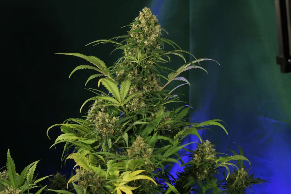 Crystal Candy XL Auto®