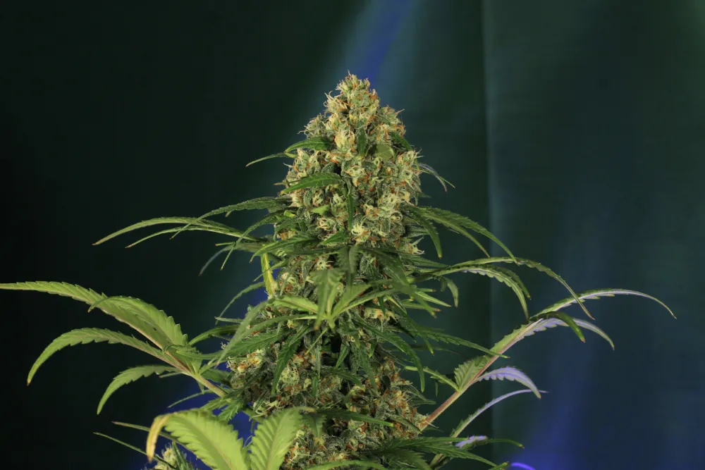 Crystal Candy XL Auto®