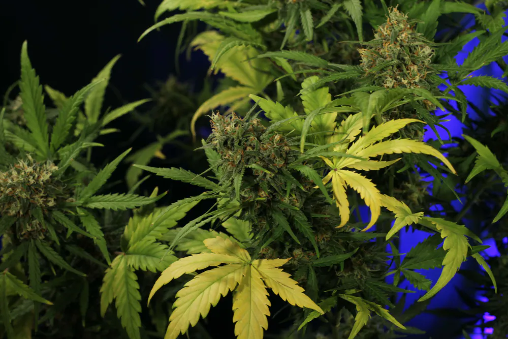 Crystal Candy XL Auto®