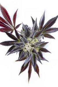 La beauté des variétés violettes est incontestable.