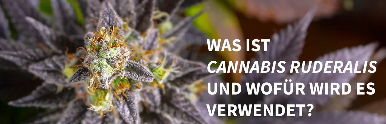 Was ist <em>Cannabis ruderalis</em> und wofür wird es verwendet?