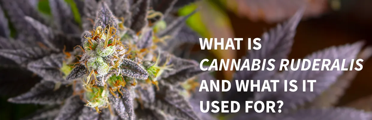 What is  <em>Cannabis ruderalis</em> and what is it used for