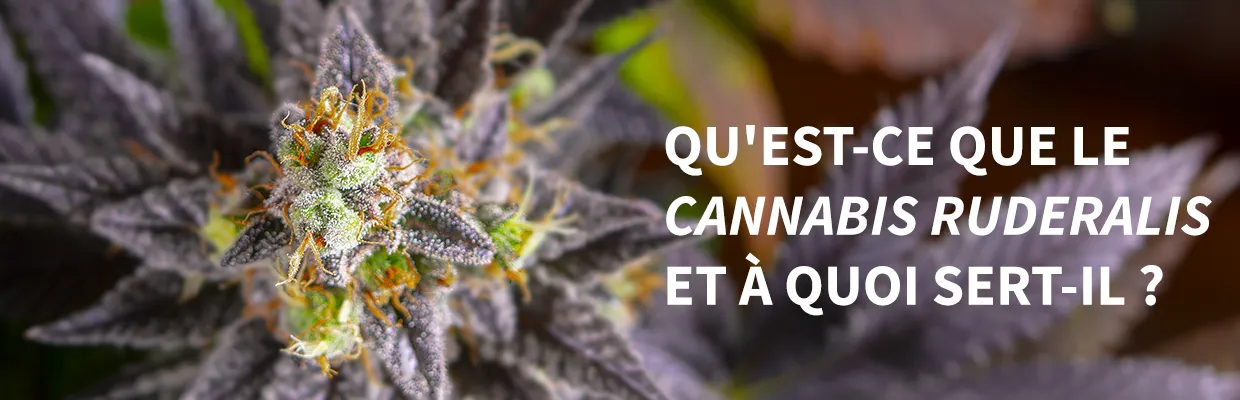 Qu'est-ce que le cannabis_ruderalis et à quoi sert-il ?
