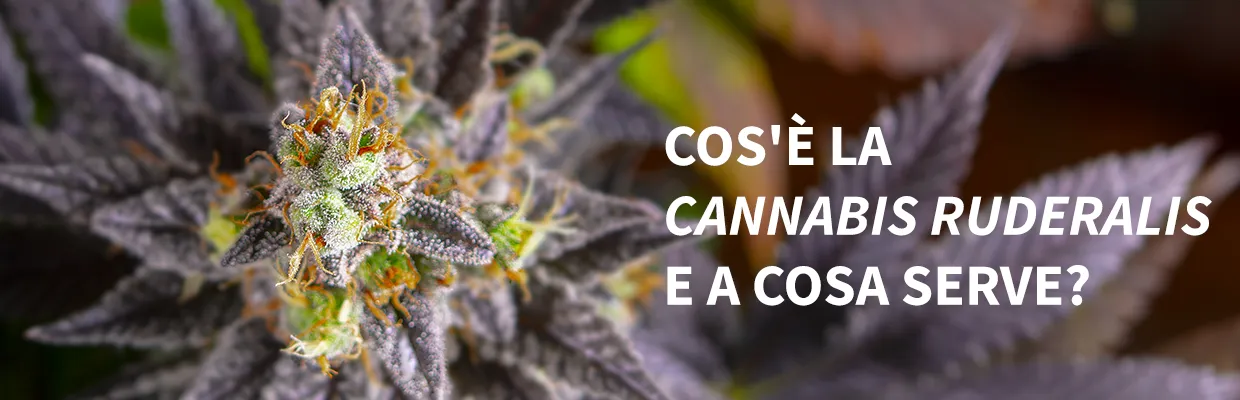 Cos’è e a cosa serve la <em>Cannabis ruderalis</em>