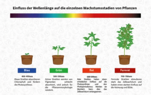 Vollspektrum mit LED-Lampen
