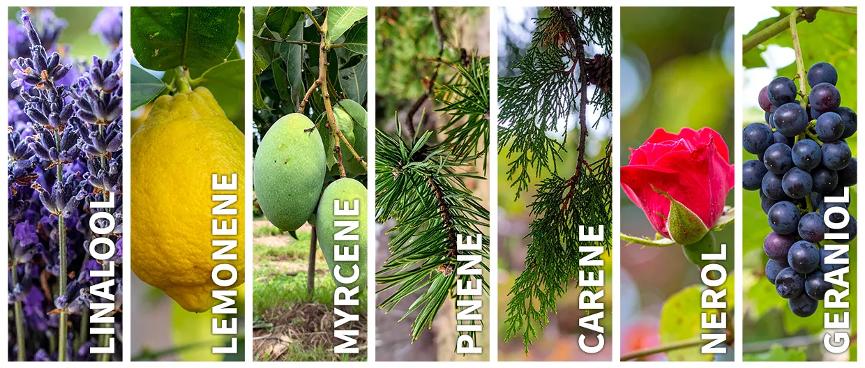 aromas cítricos e inciensados en cultivares como Jack 47® (SWS08), notas frutales en Pineapple Slush XL Auto® (SWS114) o más dulces como en Crystal Candy F1 Fast Version® (SWS73)