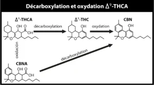 Quels sont les facteurs influençant la qualité du cannabis ?