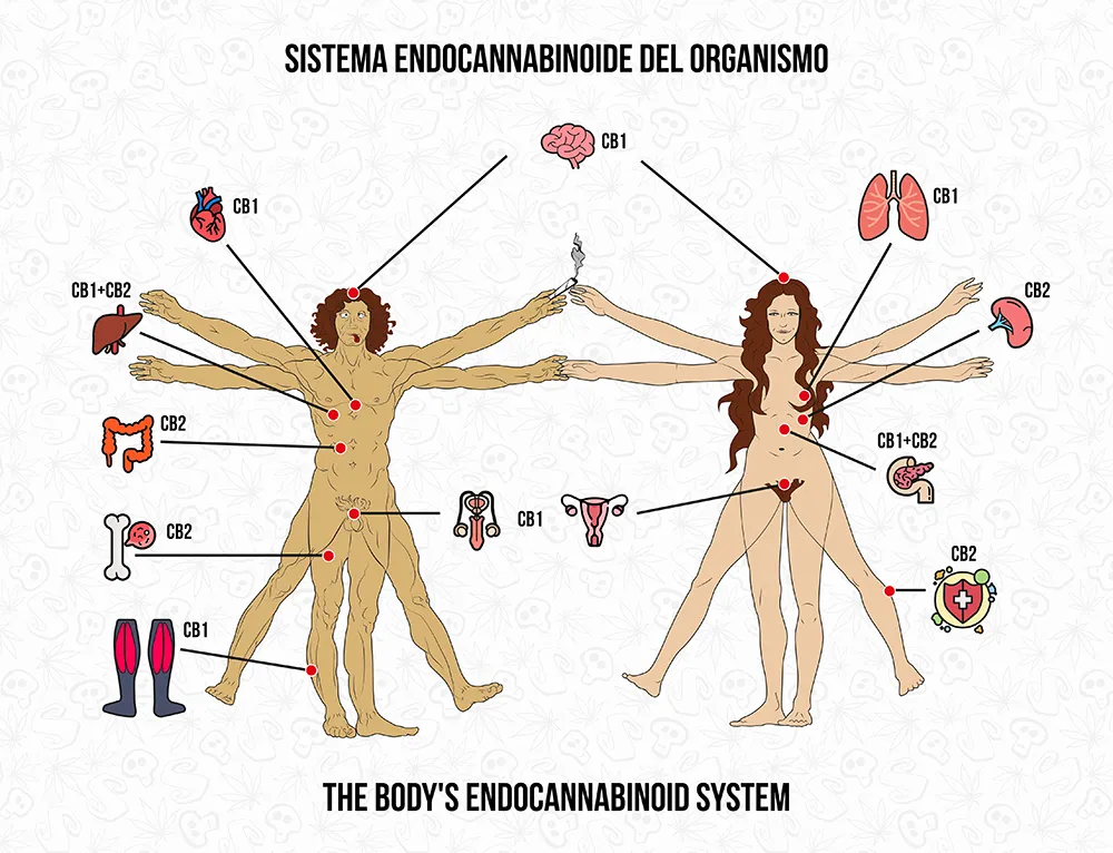 Sistema endocannabinoide del organismo
