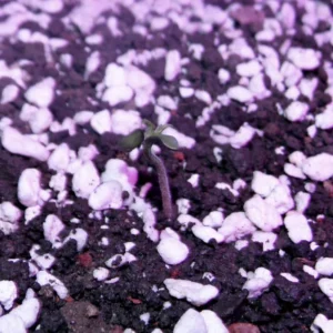 Semana 2 - Crecimiento