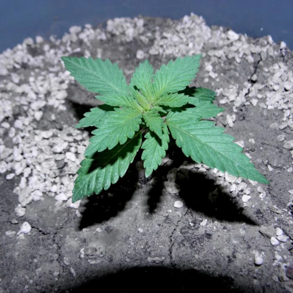 Crecimiento Psicodelicia®