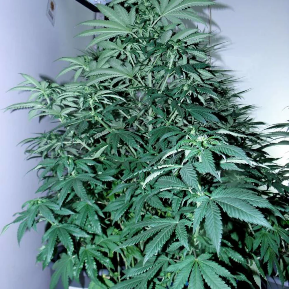 Floración Psicodelicia®