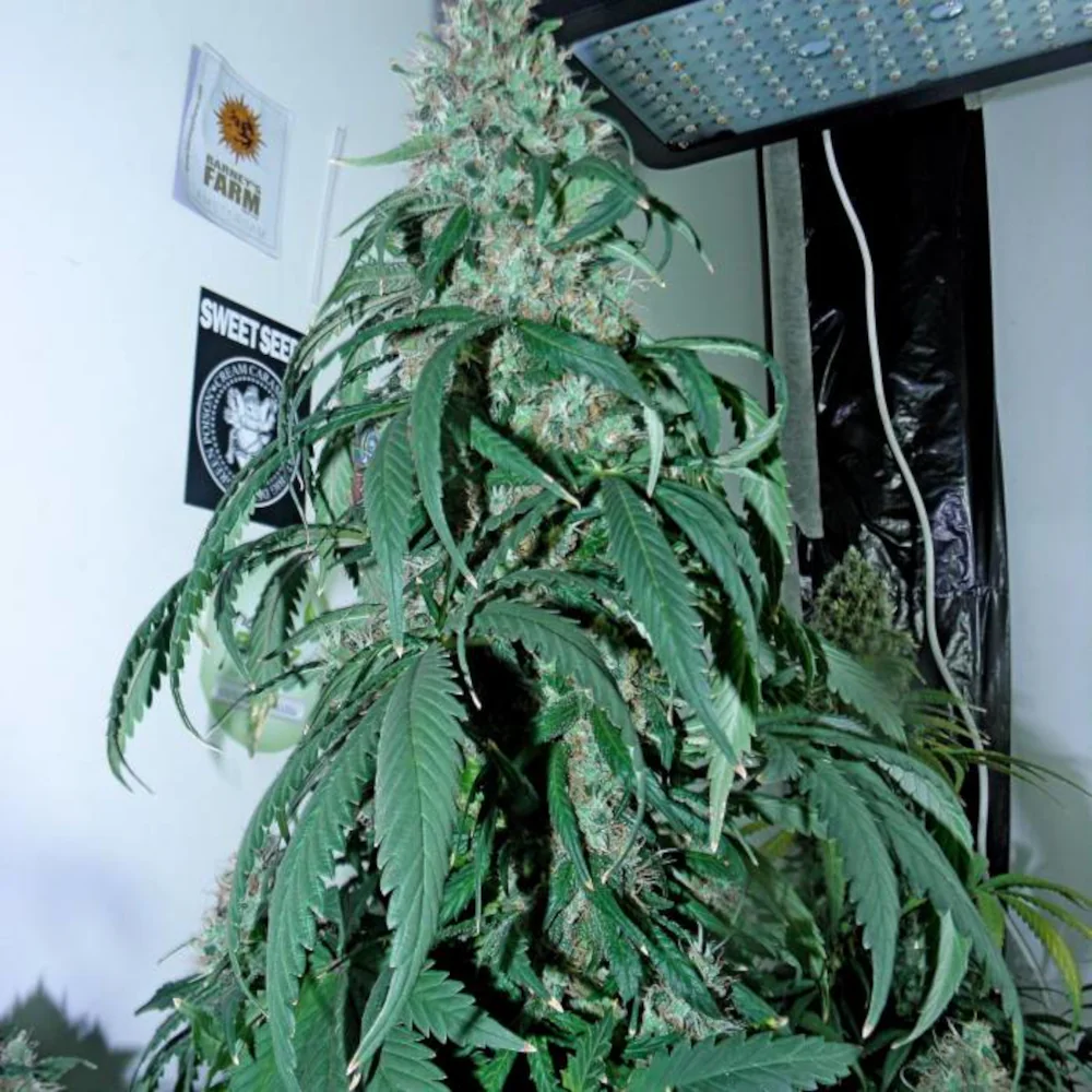 Floración Psicodelicia®