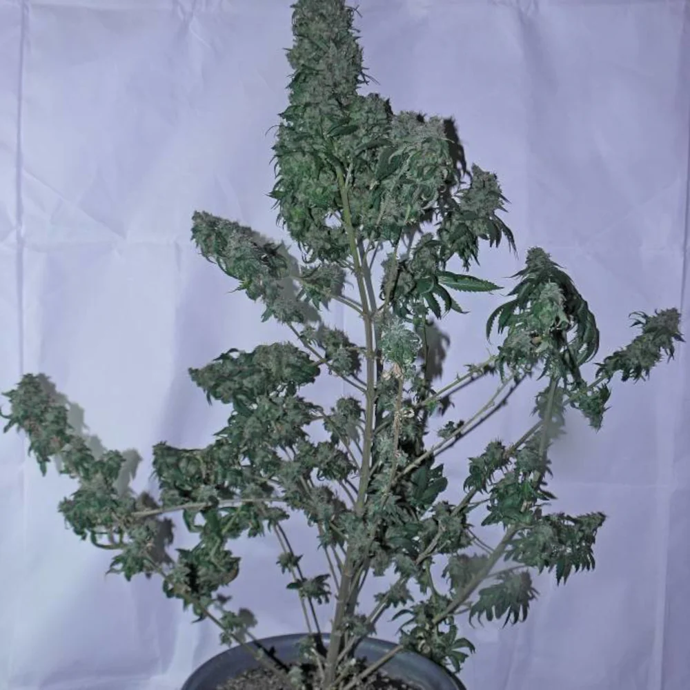 Floración Psicodelicia®