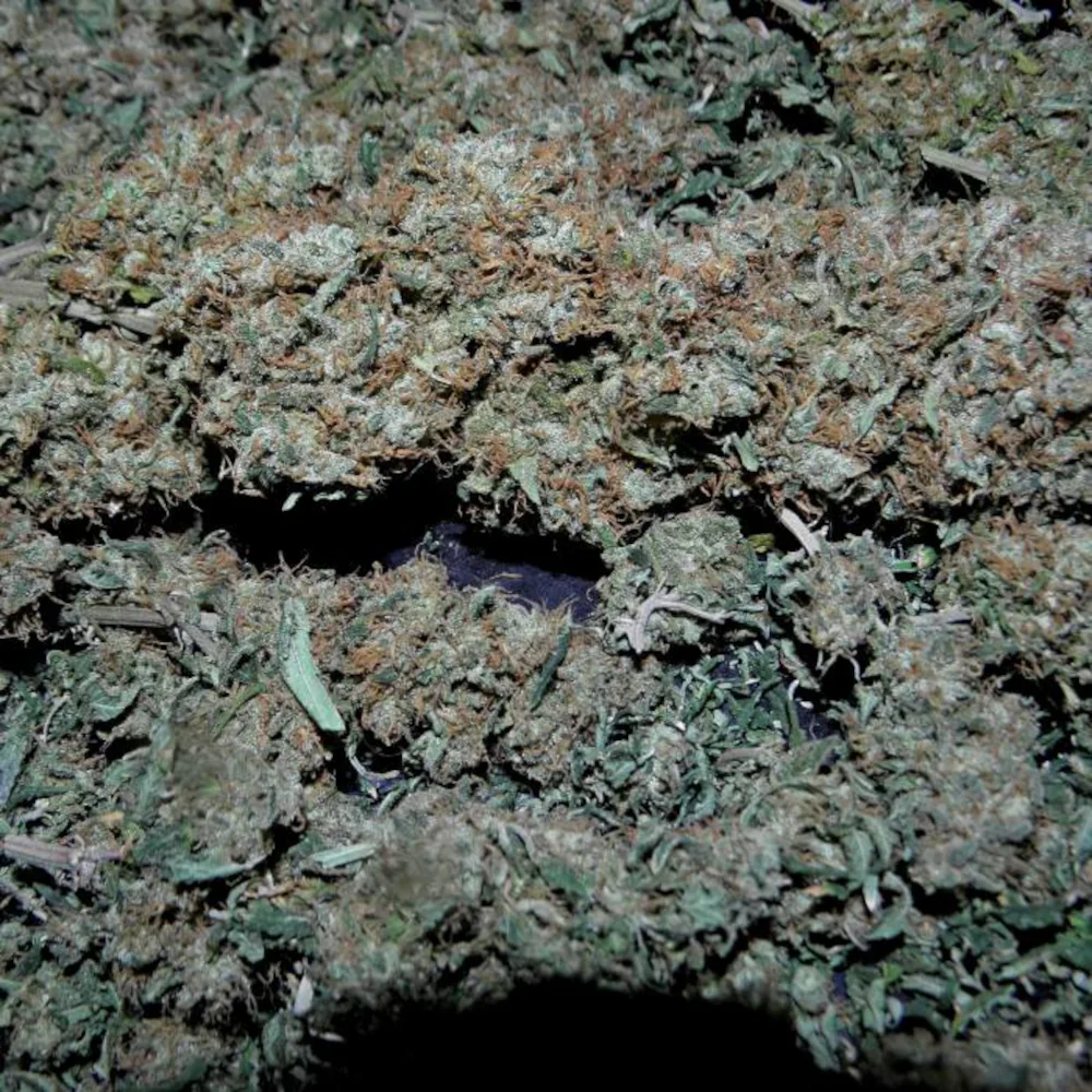 Psicodelicia® Cosecha