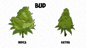 Difference between Cannabis Indica and Sativa: Flowering